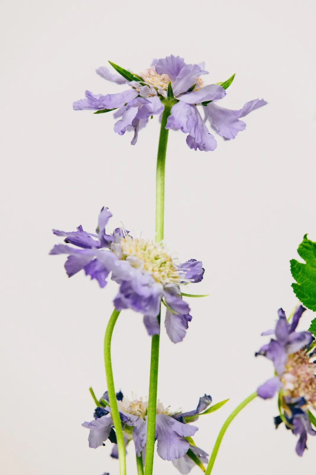 Floral arrangement by Blossomer Floral