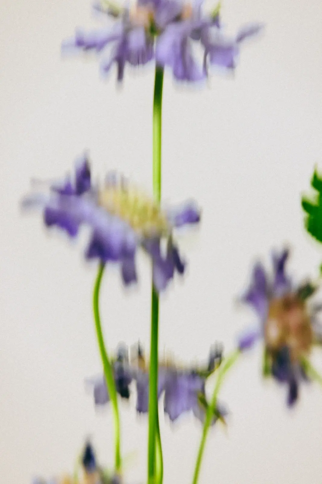 Floral arrangement by Blossomer Floral